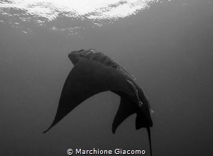 Raja Ampat . The dark Knight
Nikon D800E, 12/24mm Nikon
... by Marchione Giacomo 